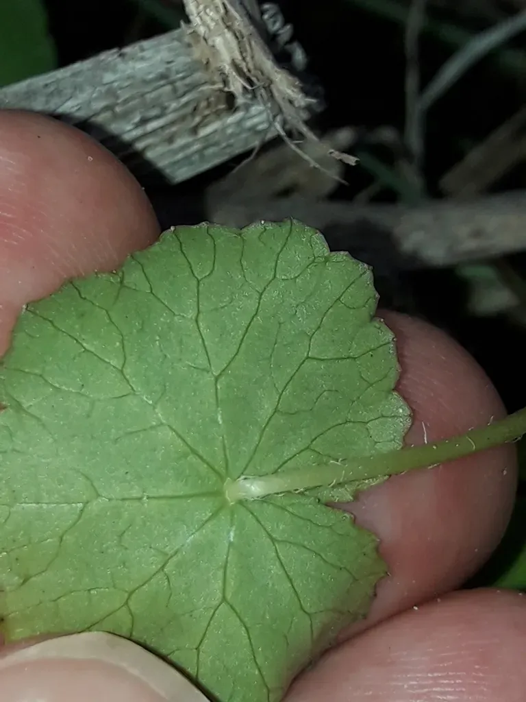 Hydrocotyle Pterocarpa