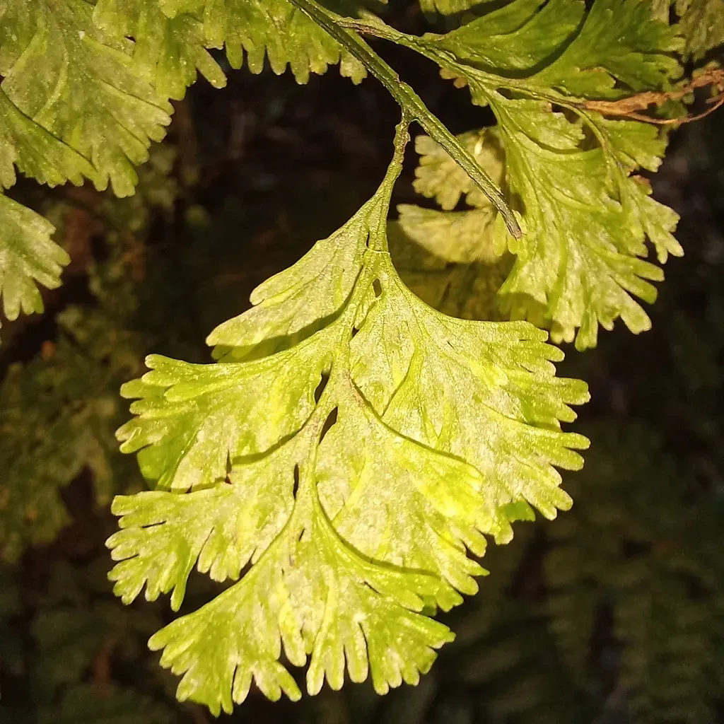 Vandenboschia Radicans