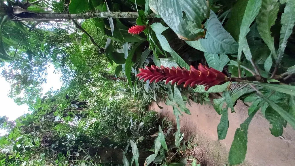 Aphelandra Liboniana
