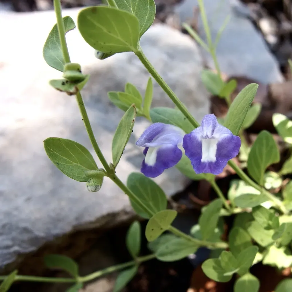 Mexican Skullcap