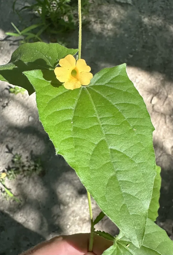 Thunbergia Reticulata