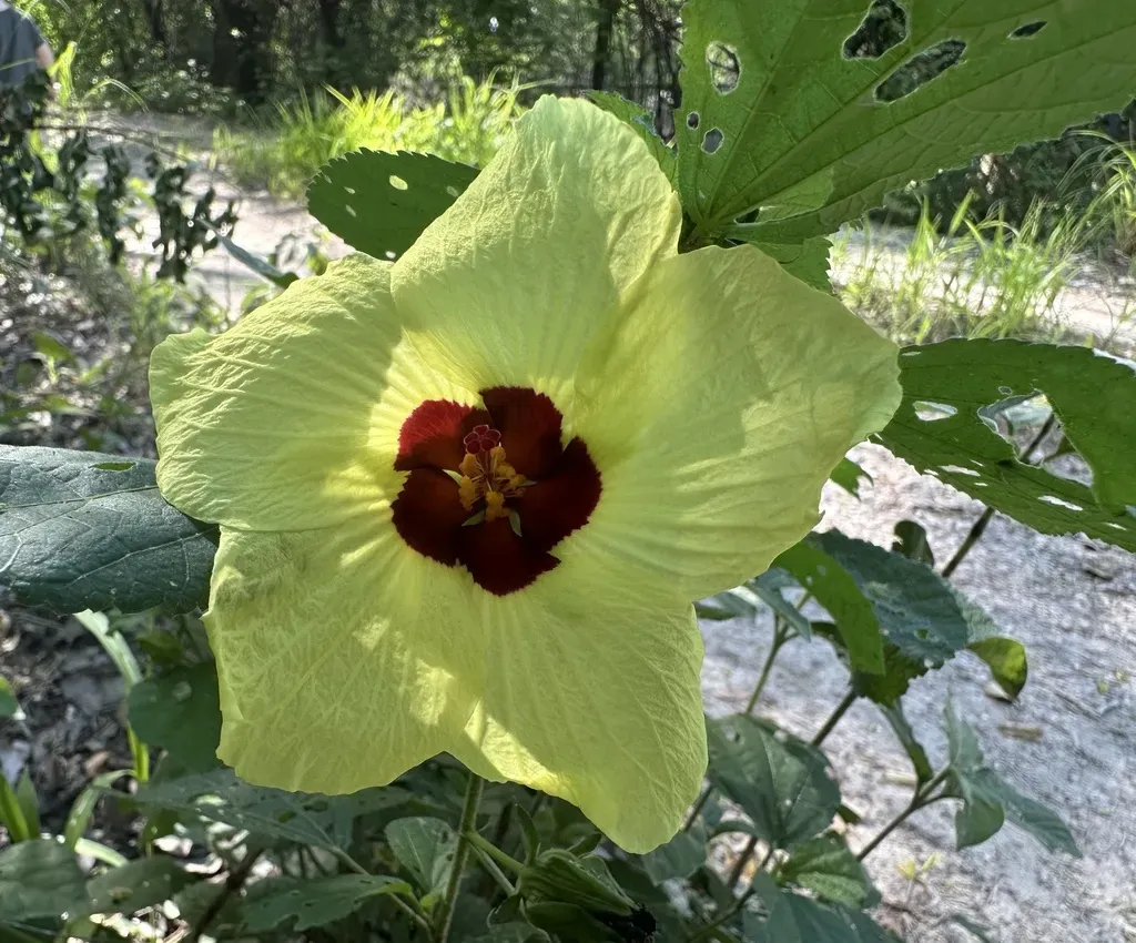 Hibiscus Ovalifolius