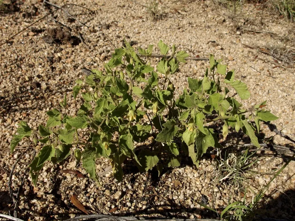 Physalis Angustiphysa
