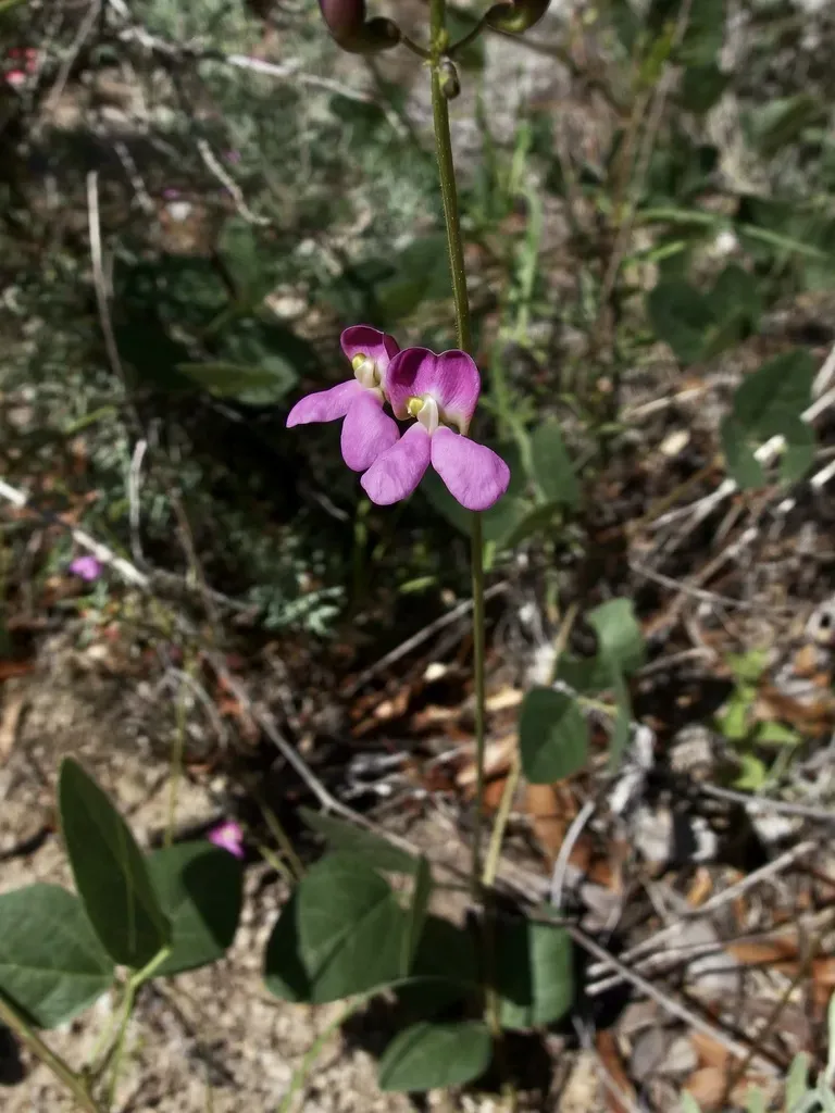 Santa Rita Mountain Bean