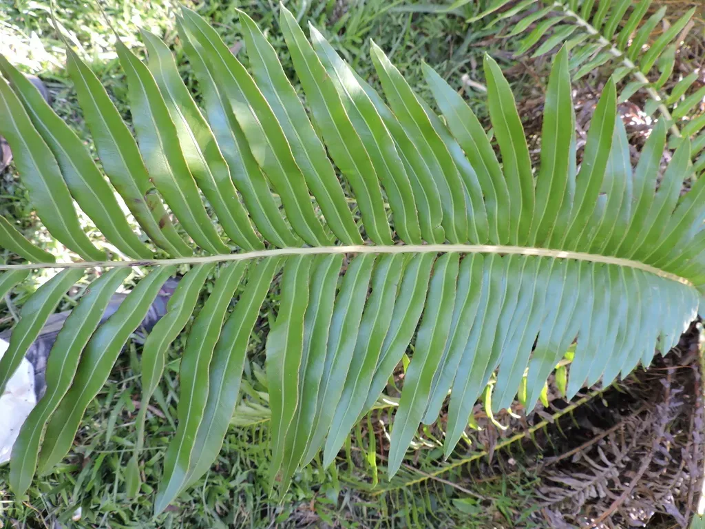 Blechnum Spannagelii