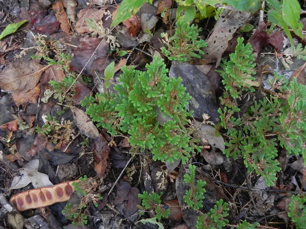 Selaginella Marginata