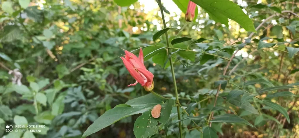 Passiflora Quadriglandulosa