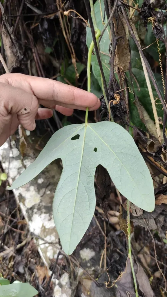 Passiflora Smithii