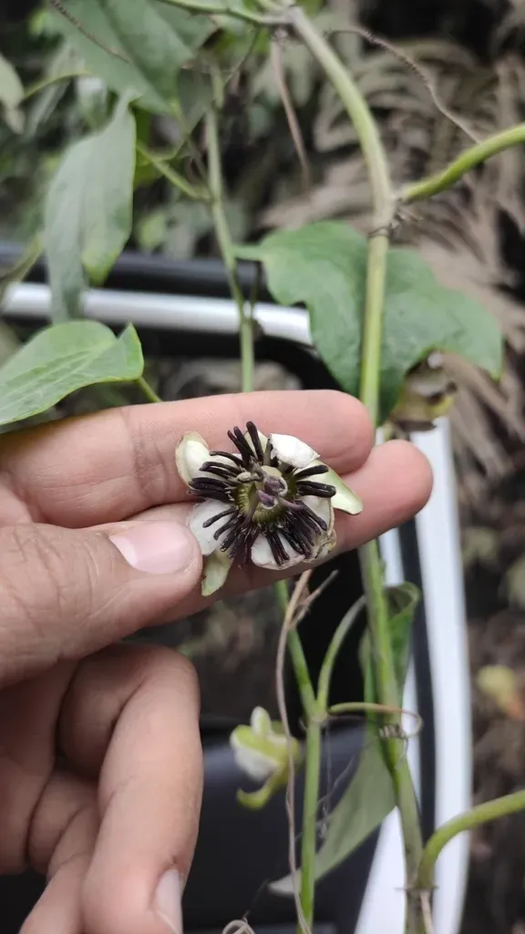 Passiflora Dawei