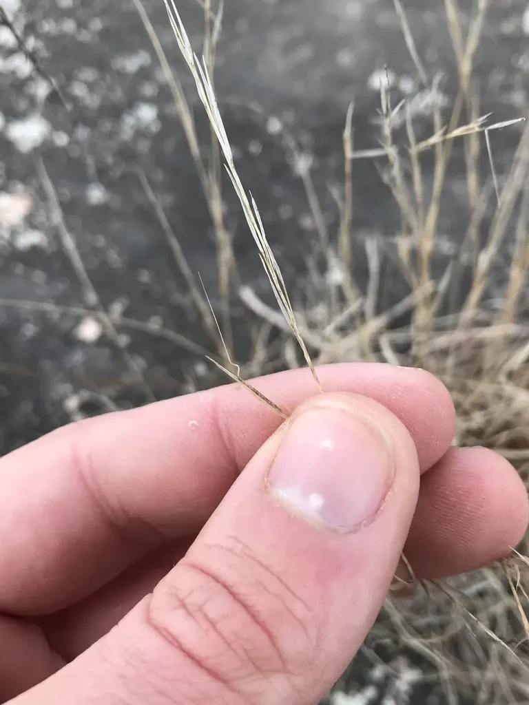 Churchmouse Three-awn