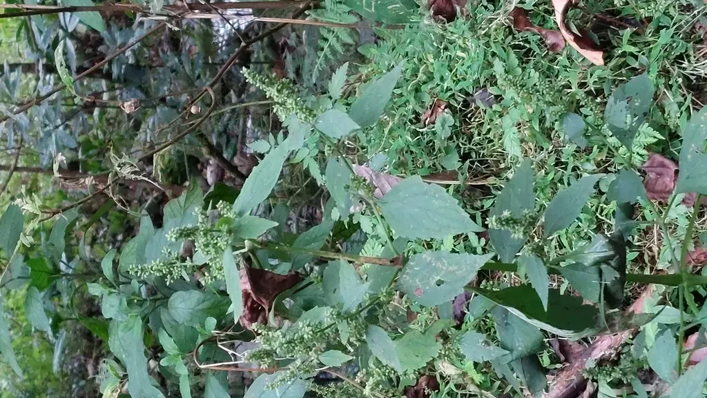 Pogostemon Monticola