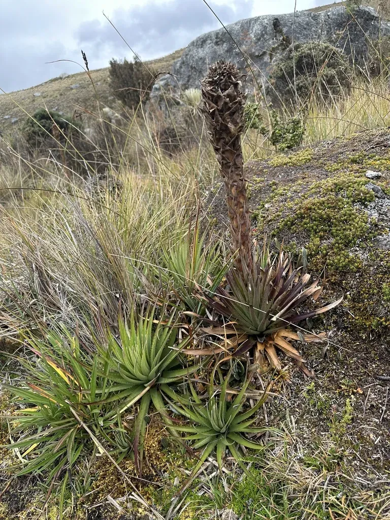 Puya Cryptantha