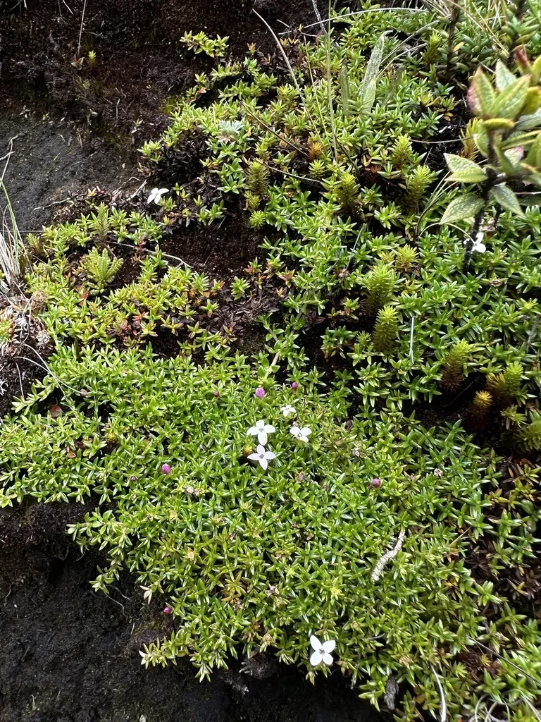 Arcytophyllum Muticum