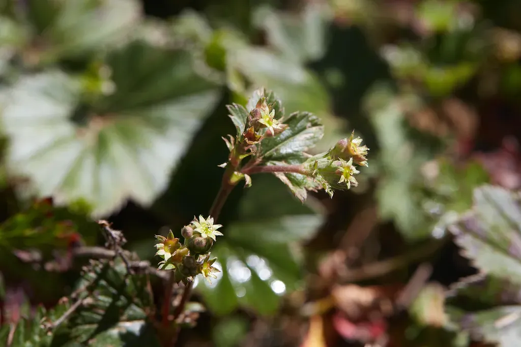Alchemilla Pectinata
