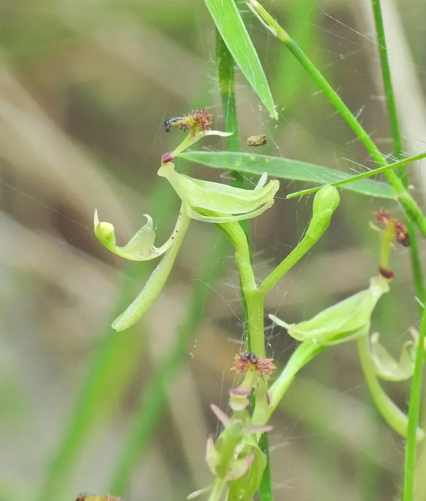 Clubbed Elbow Orchid