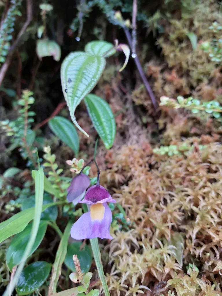 Utricularia Unifolia