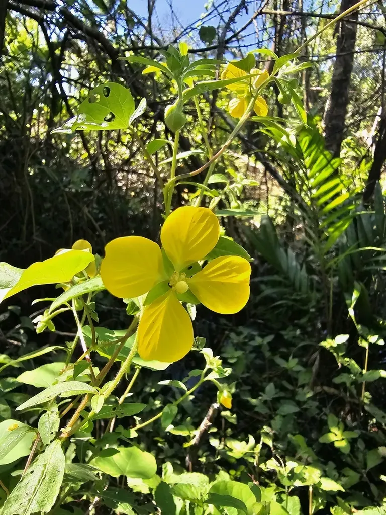 Ludwigia Nervosa
