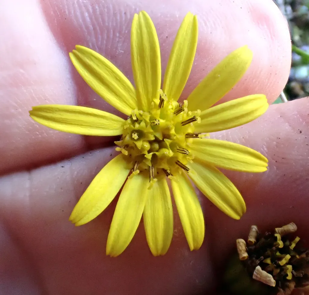 Brachyglottis Traversii