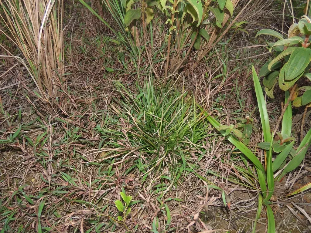 Carex Tristachya Clade