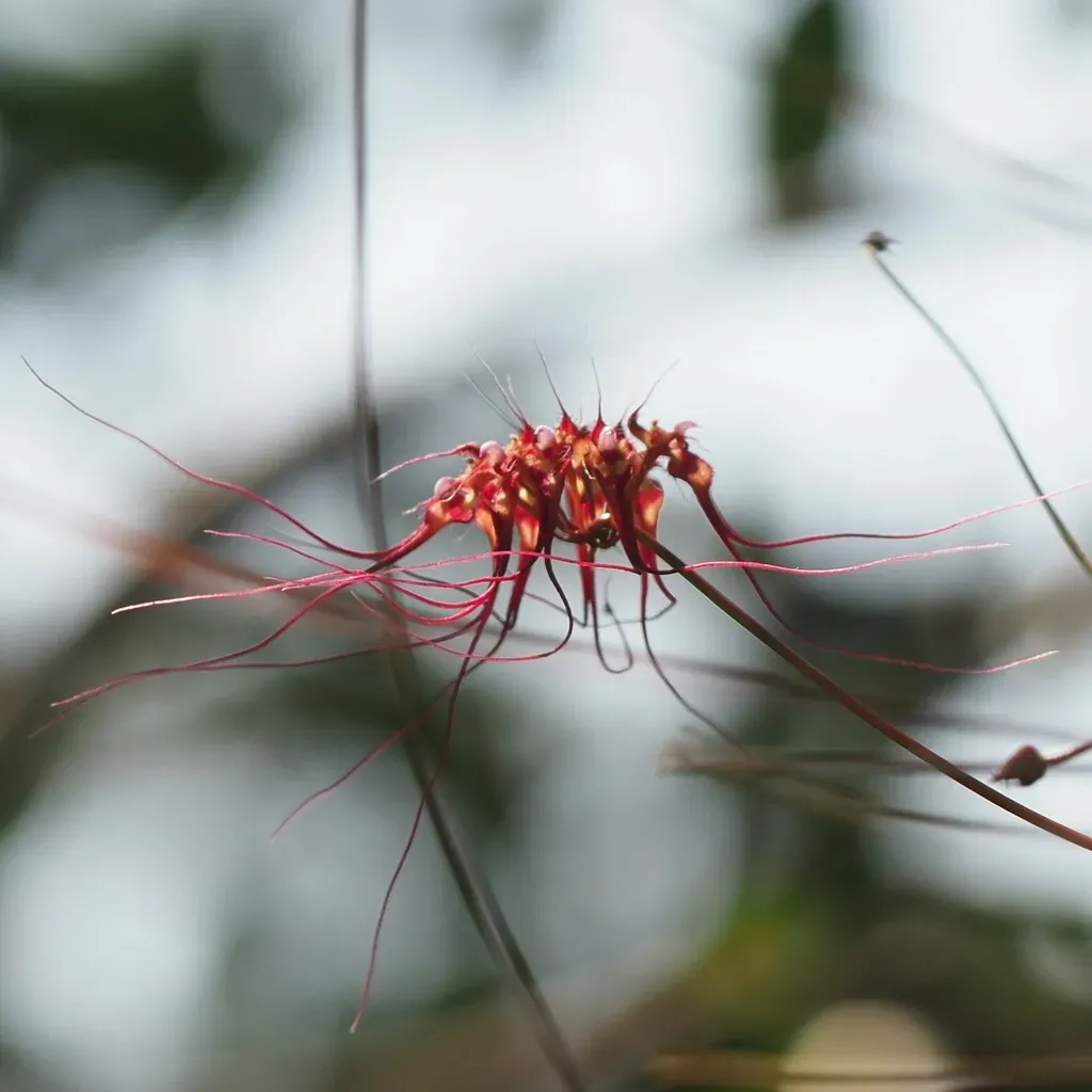 Bulbophyllum Gracillimum