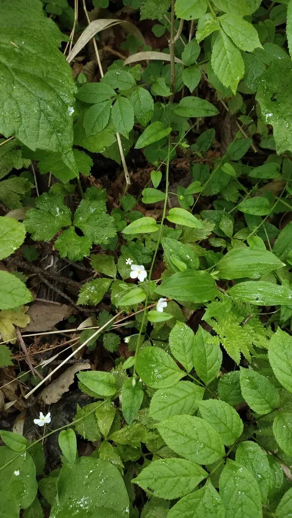 Rooting Cucumber-herb