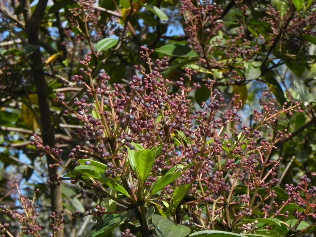 Miconia Prasina