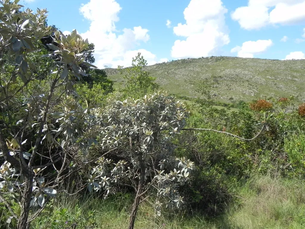 Eremanthus Erythropappus