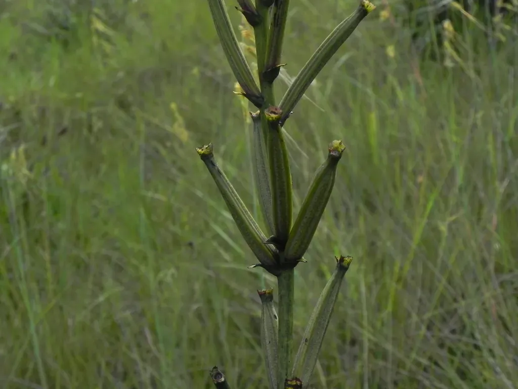 Epistephium Williamsii