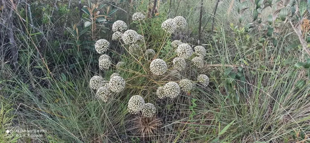 Actinocephalus Polyanthus