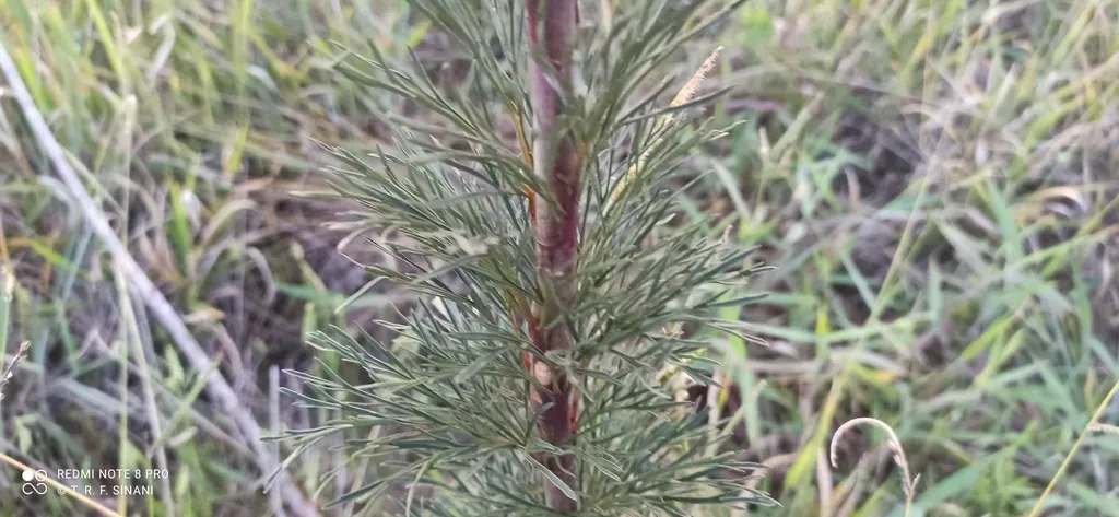 Bidens Brasiliensis