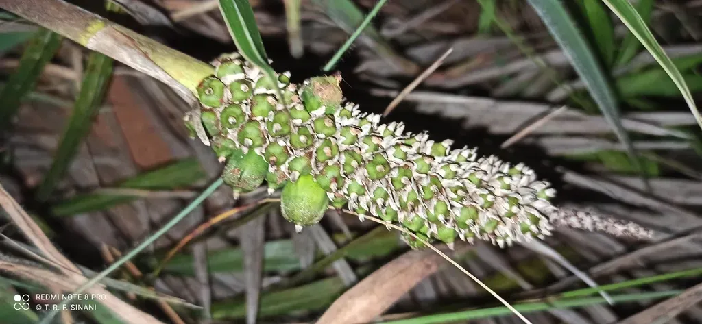 Allagoptera Campestris