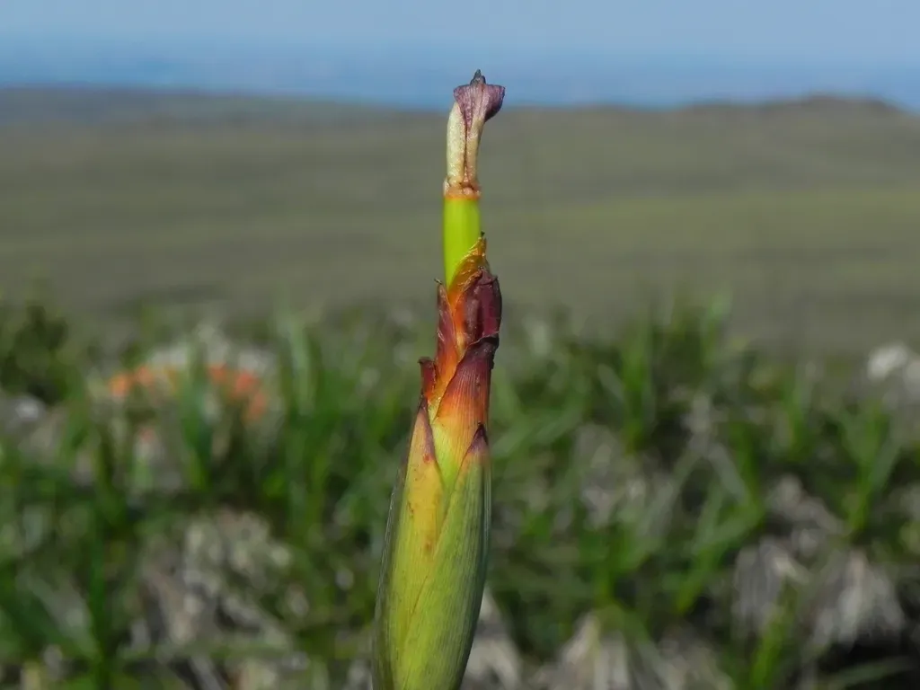 Trimezia Juncifolia