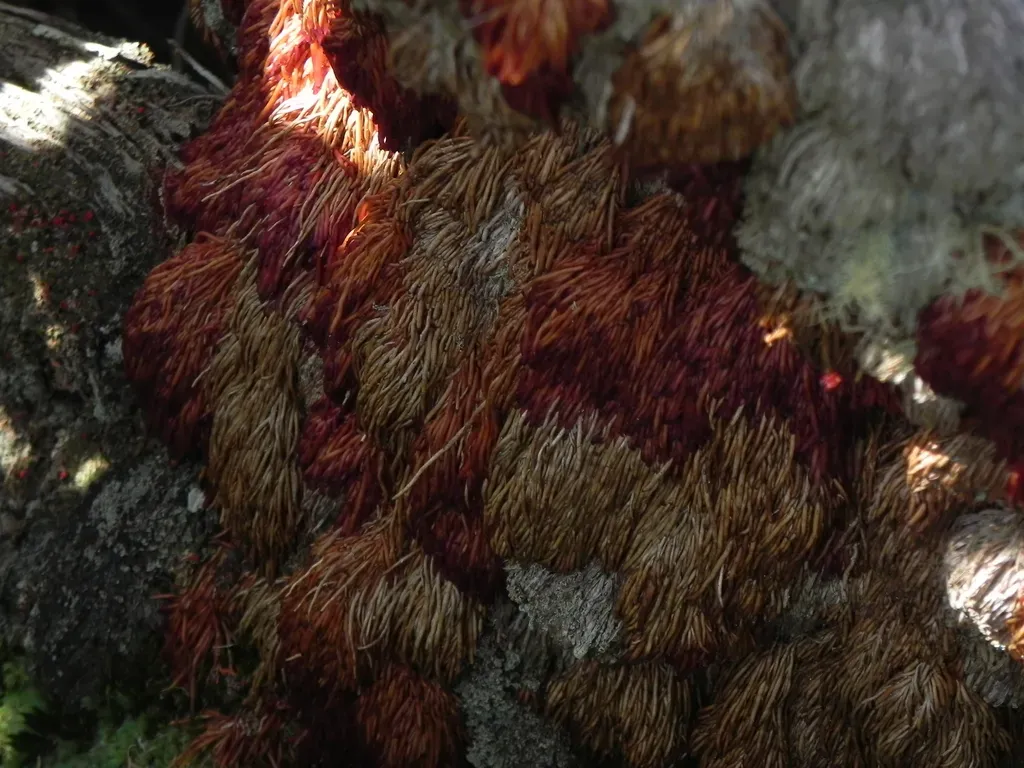 Vellozia Peripherica