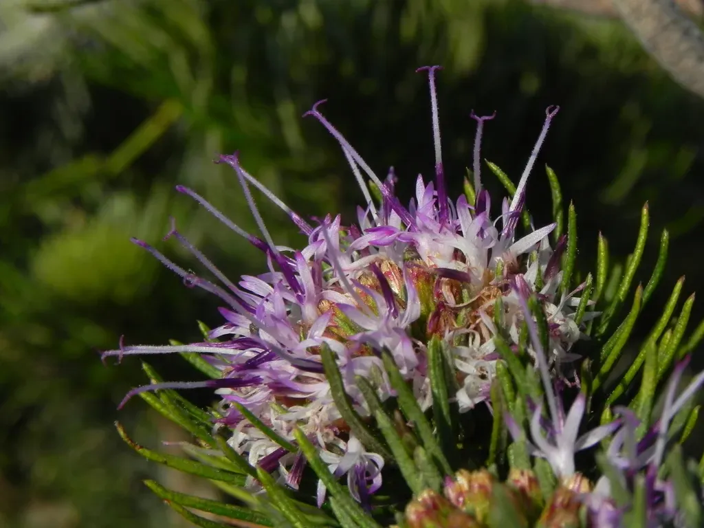 Lychnophora Ericoides