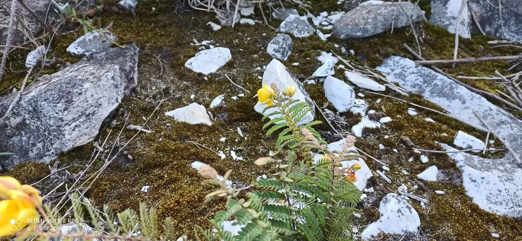 Chamaecrista Potentilla