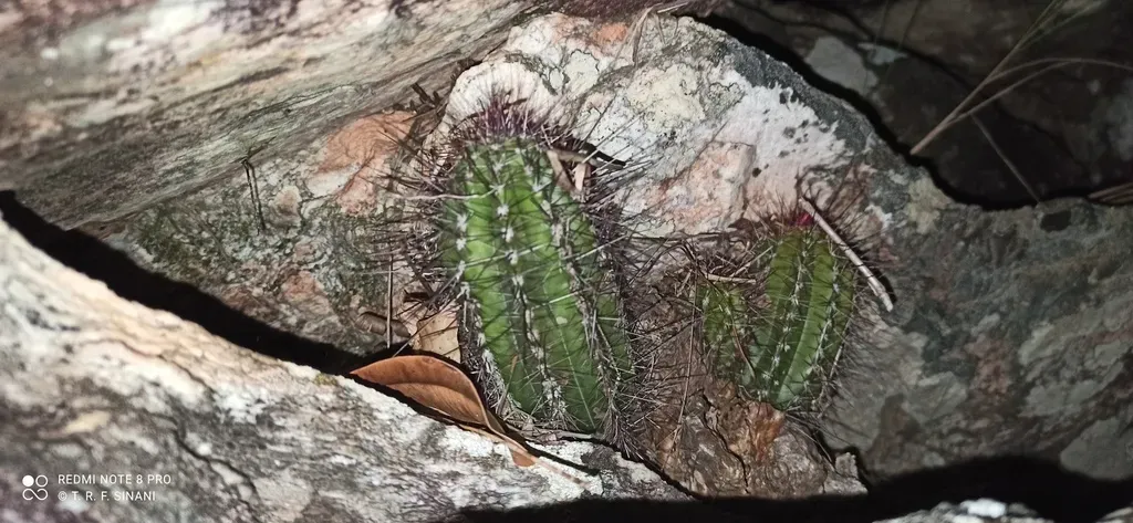 Pilosocereus Machrisii