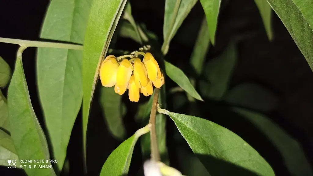 Caamembeca Oxyphylla