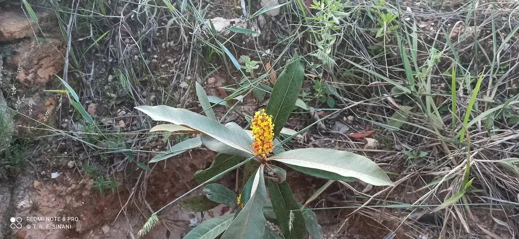 Byrsonima Verbascifolia