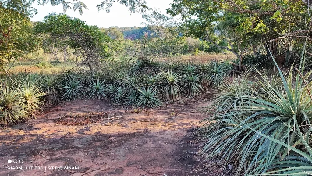 Dyckia Ferruginea