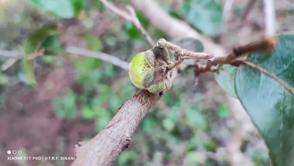 Diospyros Tetrasperma