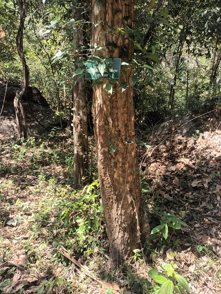 Lagerstroemia Microcarpa