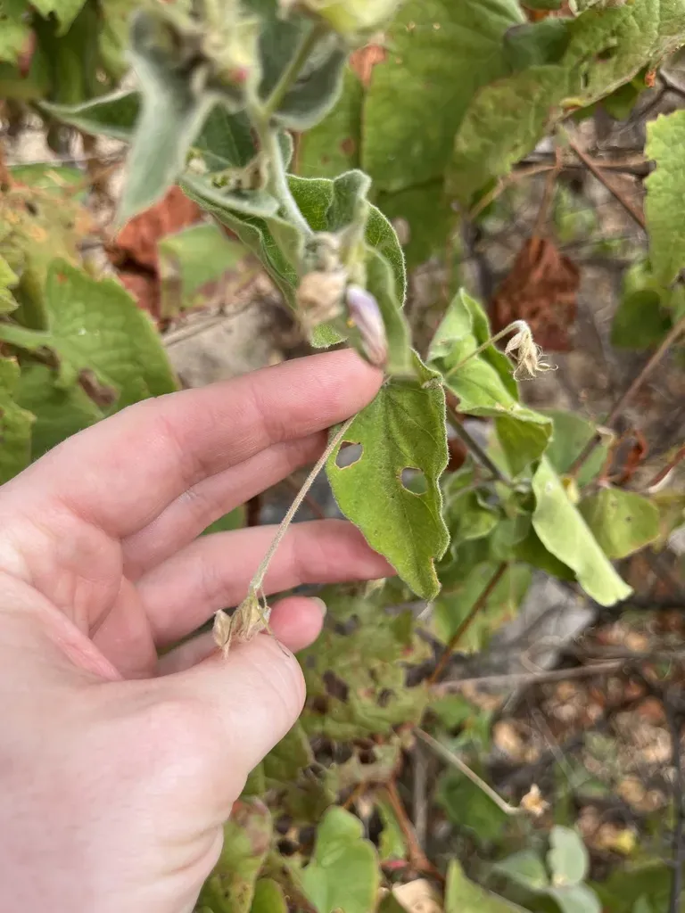 Felt-leaf Clustervine