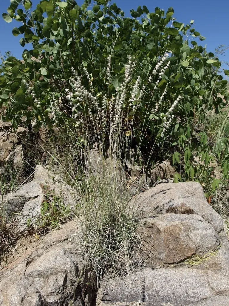 Santa Rita Mountain Grama
