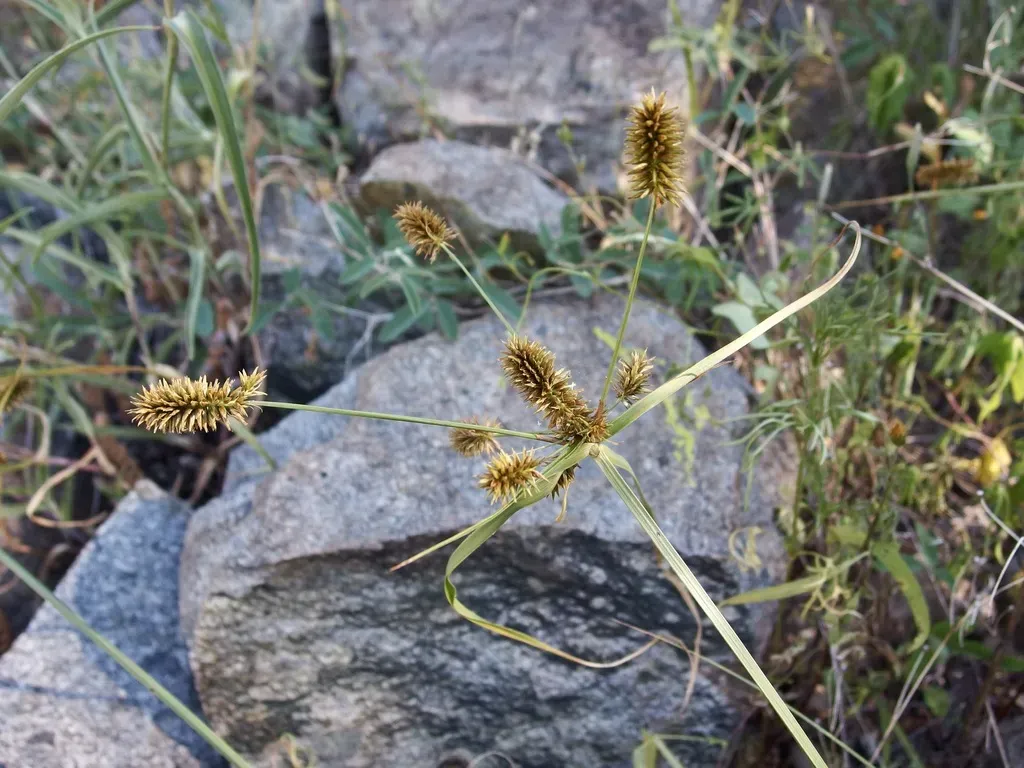 Cyperus Hermaphroditus