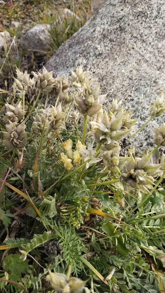 Oxytropis Recognita