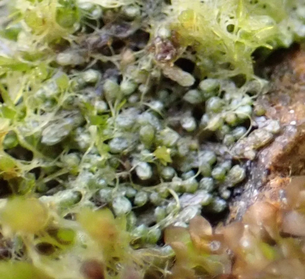 Juratzka's Silverwort