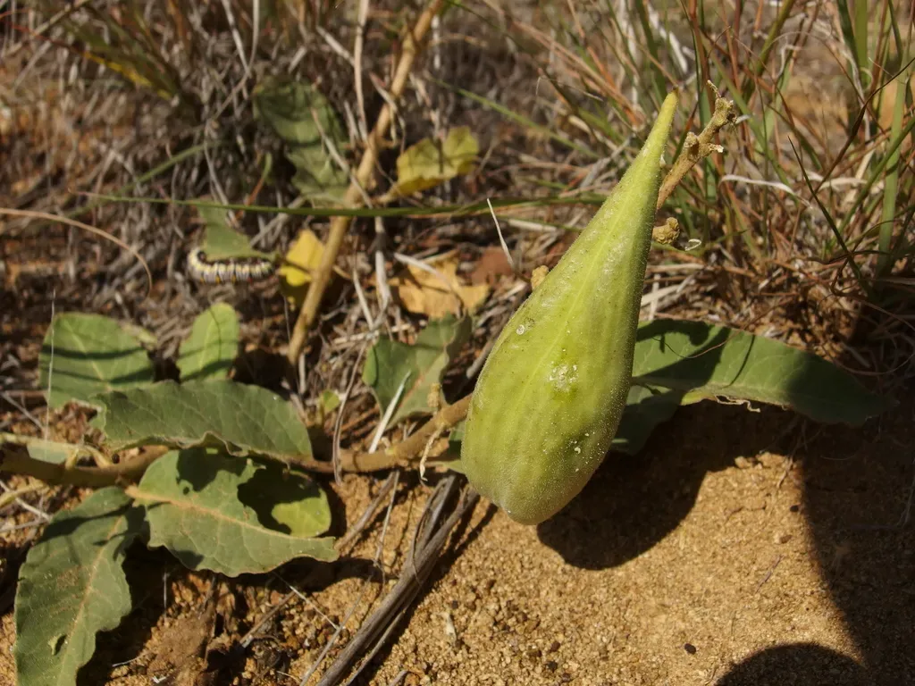 Mojave Milkweed
