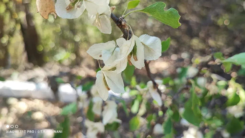 Bougainvillea Praecox