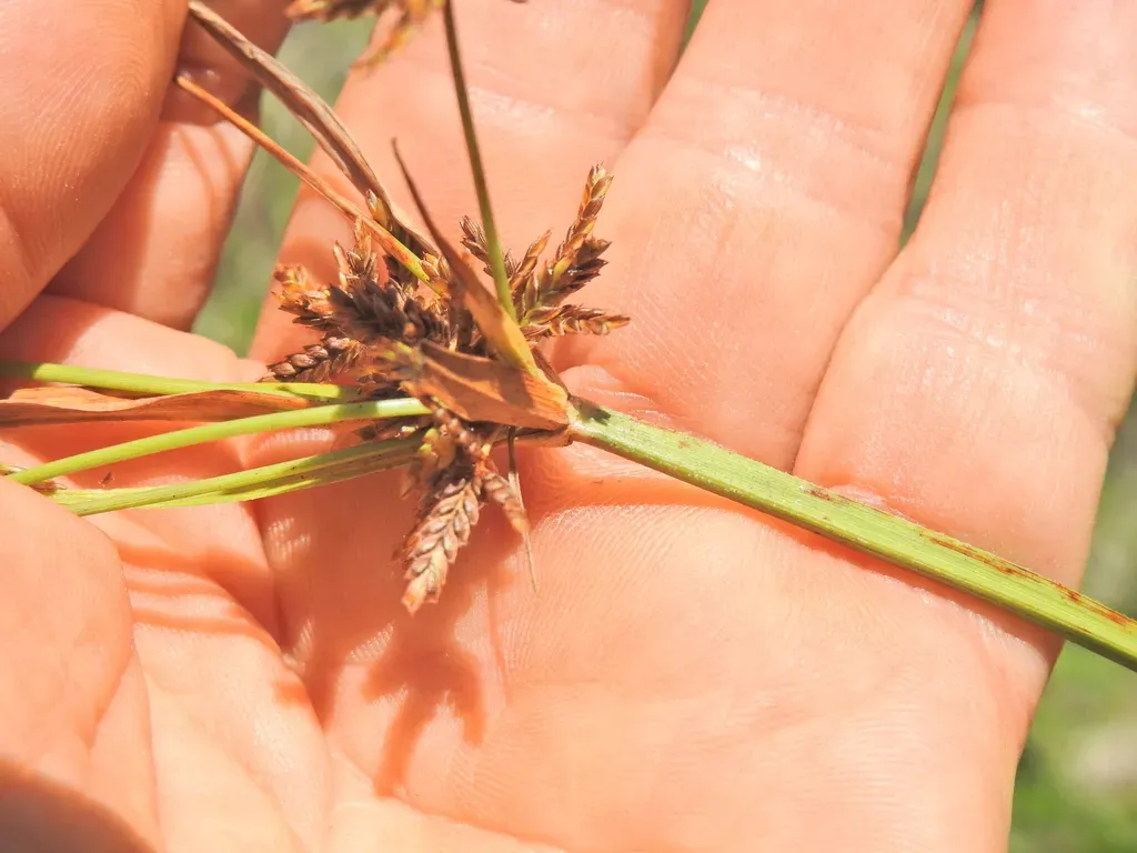Cyperus Fulvus