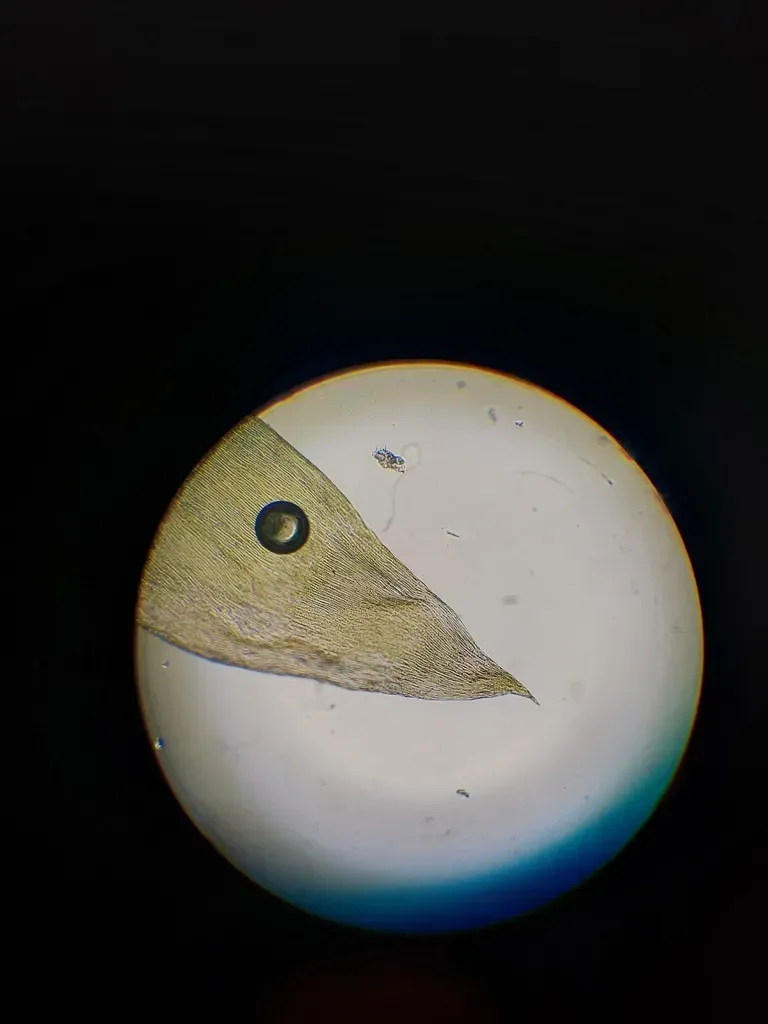 Plagiothecium Lamprostachys